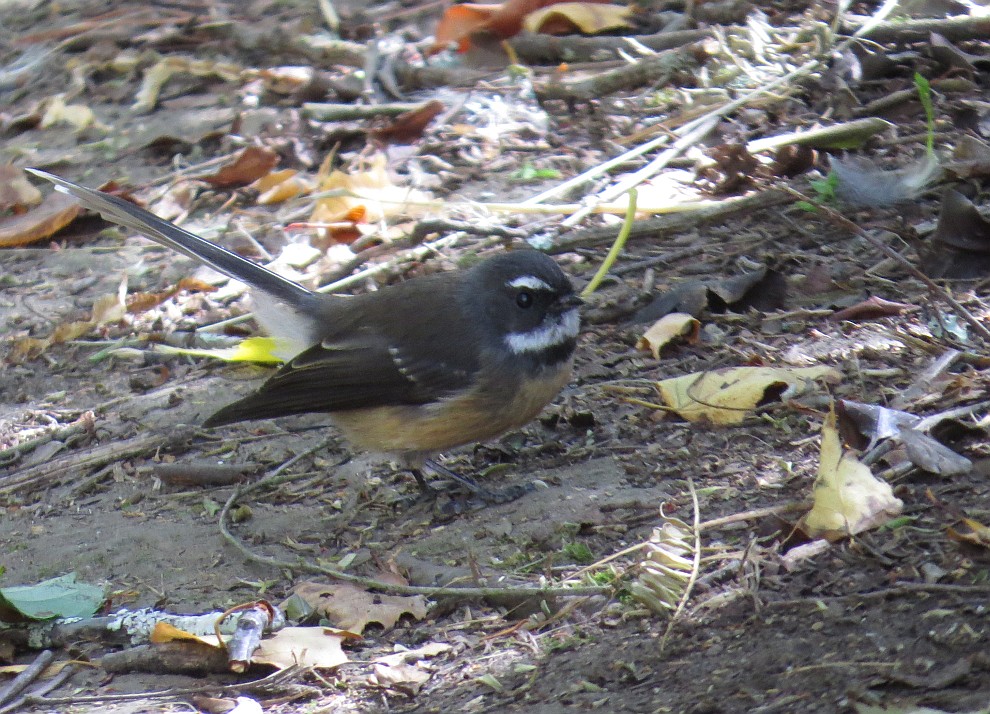 Fantail - male